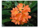 Clivia Miniata